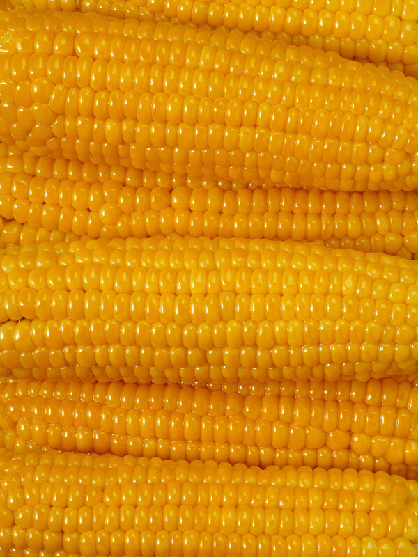 Close-up of corn cobs