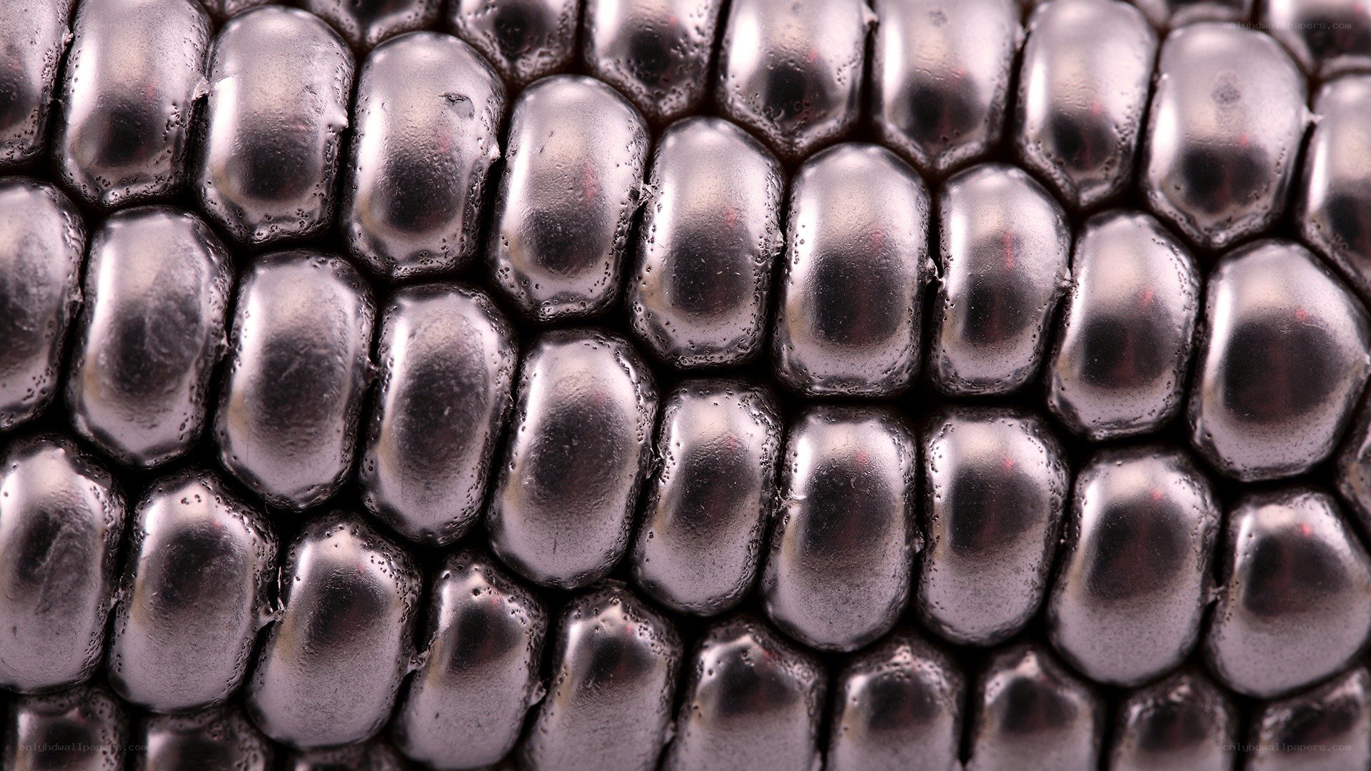 close-up of corn kernels
