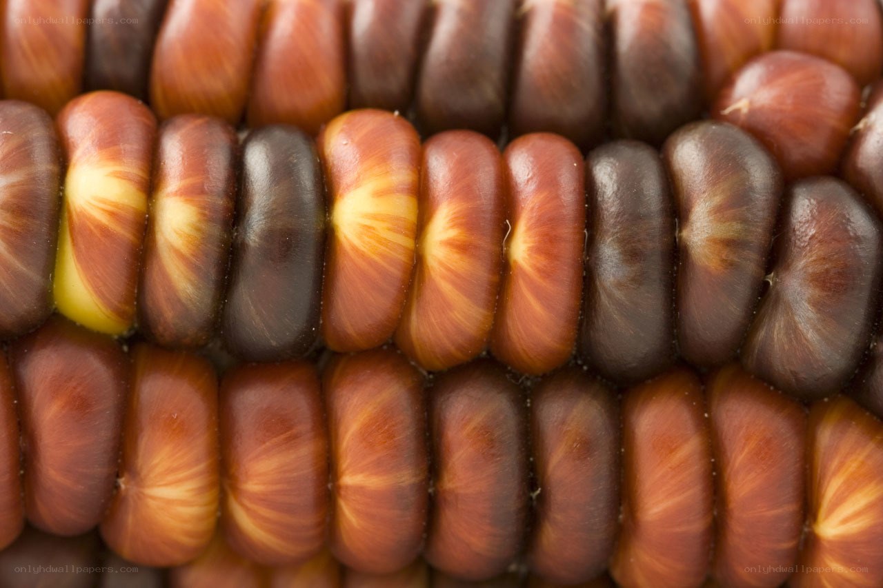 Close-up of corn kernels