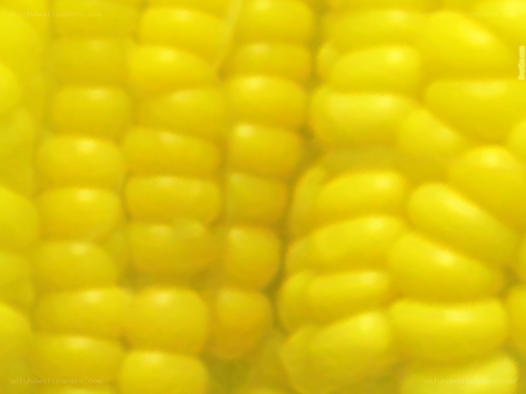 close-up of corn kernels