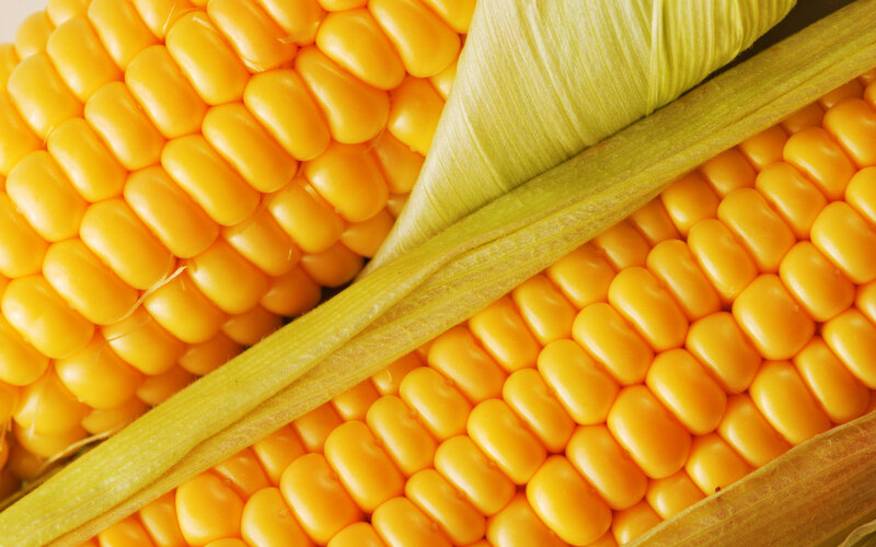 Close-up of Corn on the Cob