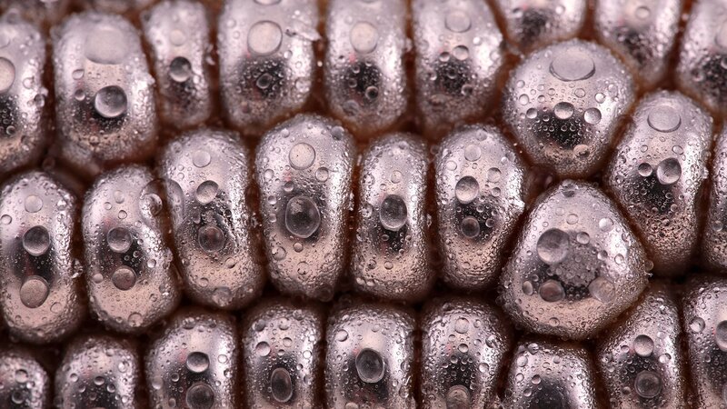 Close-up of corn with water droplets