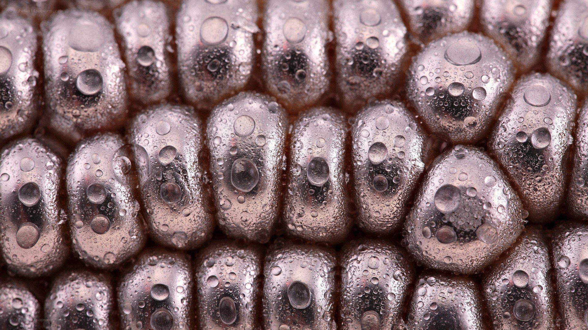 Close-up of corn with water droplets