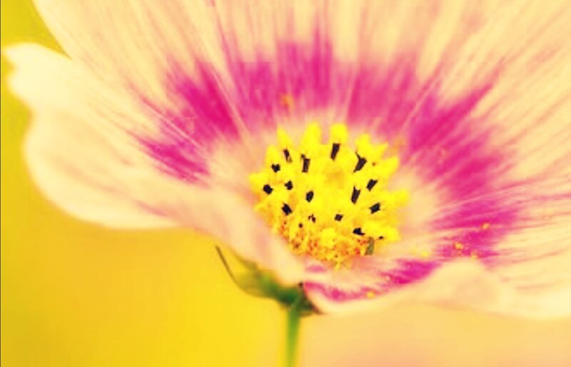 Close-up of Cosmos Flower