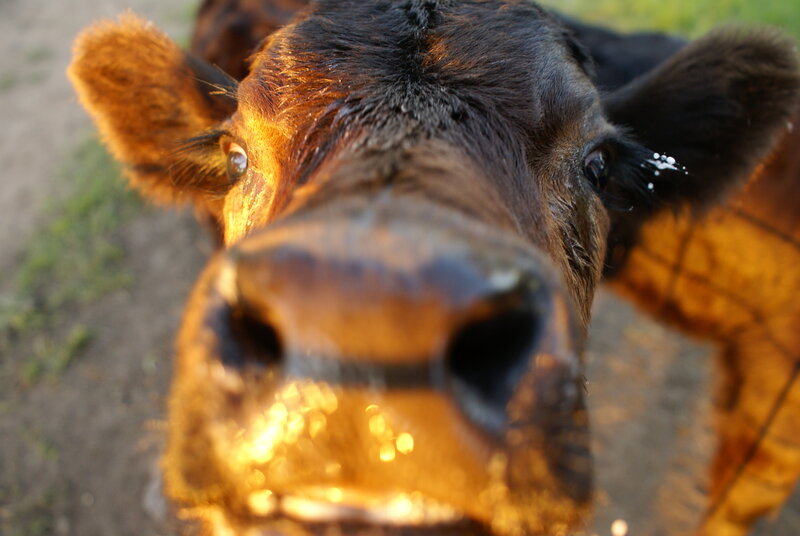 Close-up of Cow Face