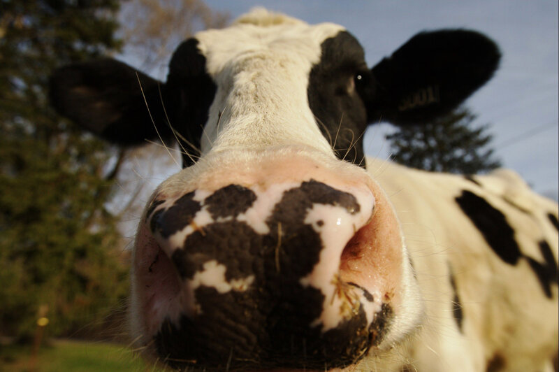 Close-up of Cow Nose