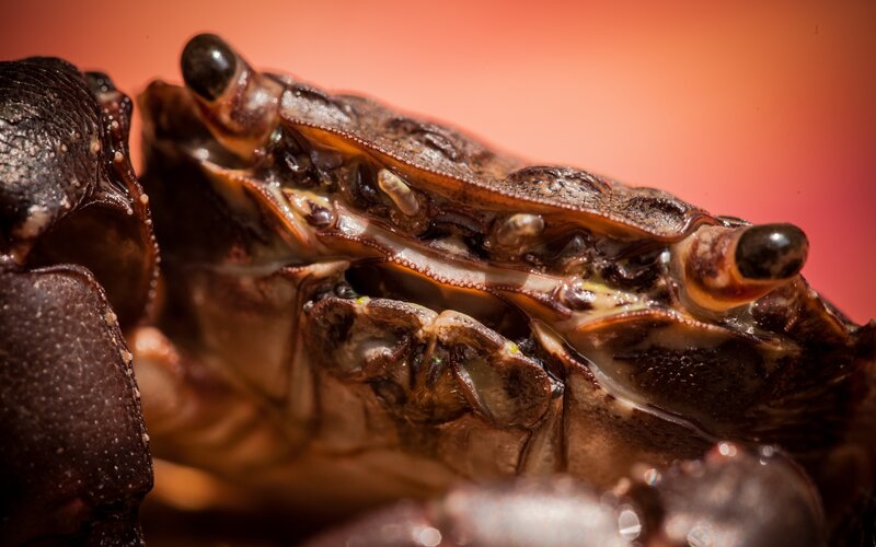 Close-up of Crab Shell
