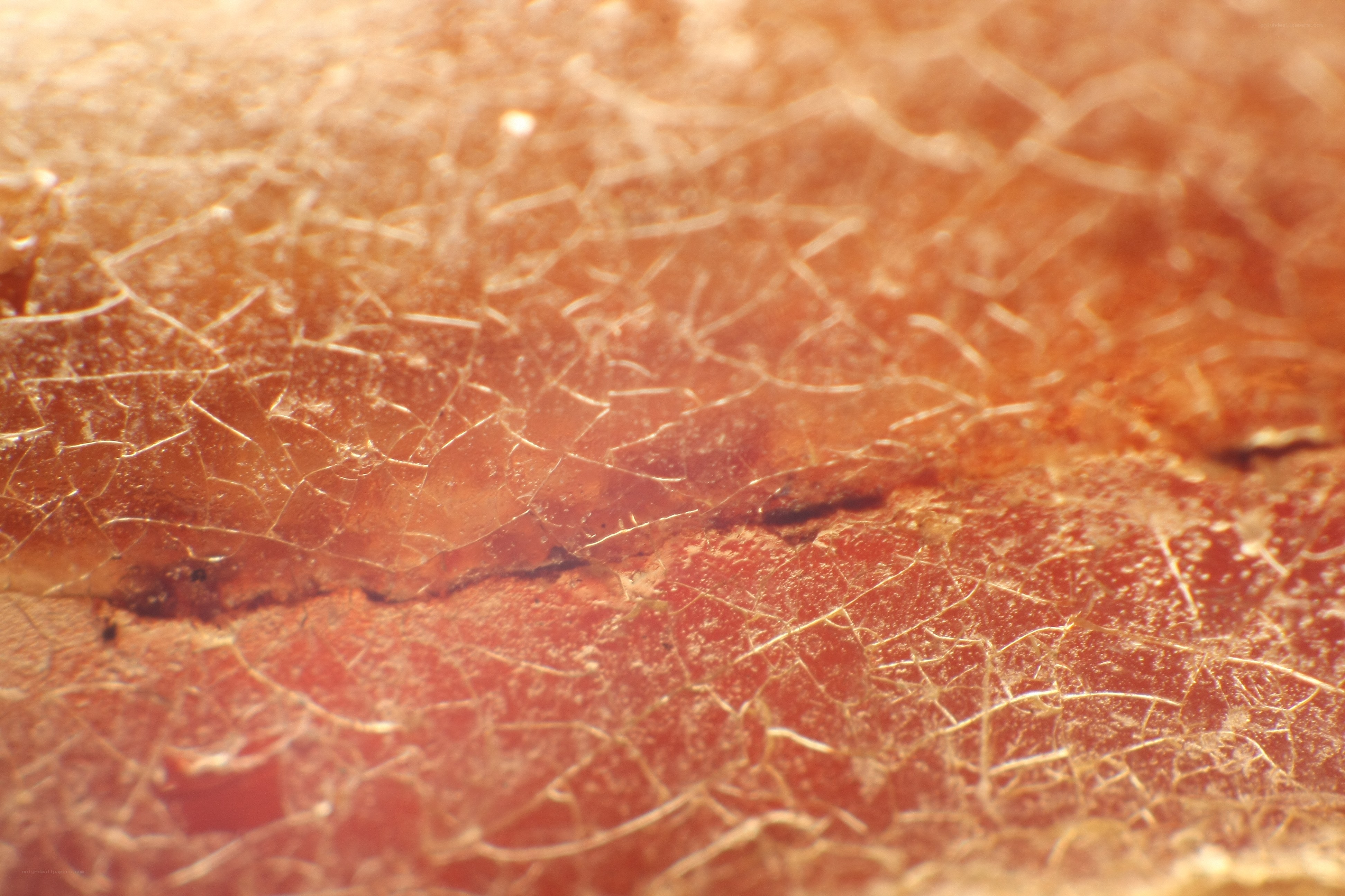 Close-up of cracked leaf surface