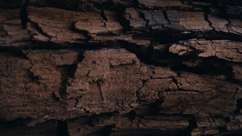 Close-up of Cracked Wood — Brown