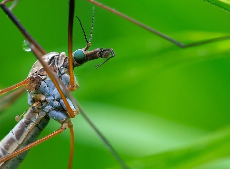 Close-up of Crane Fly — Green