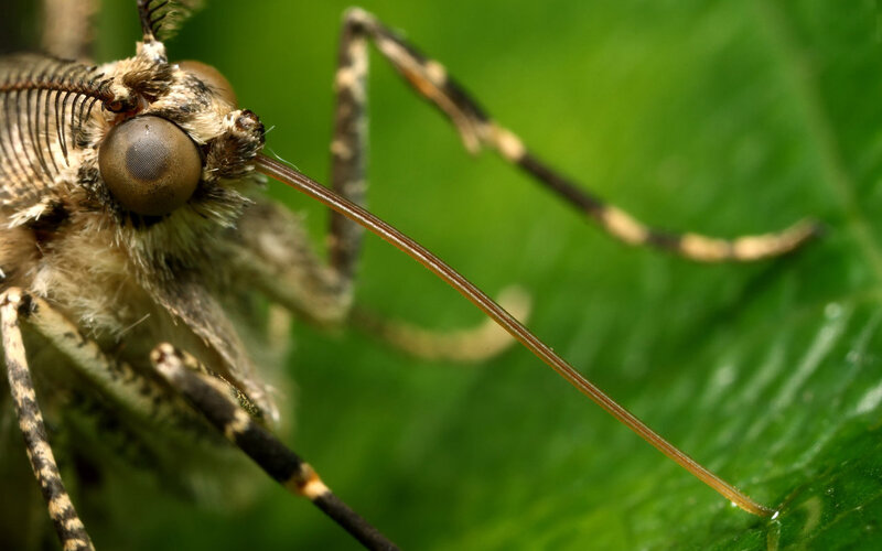 Close-up of Crane Fly