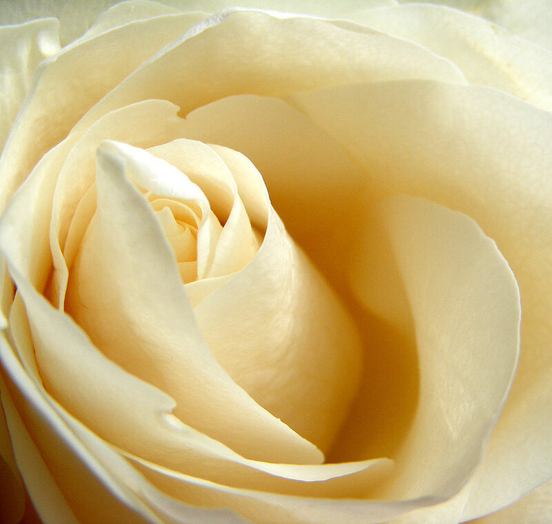 Close-up of Cream Rose — Serene