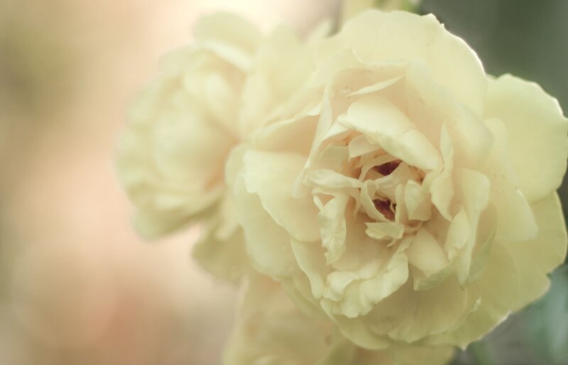 close-up of cream rose