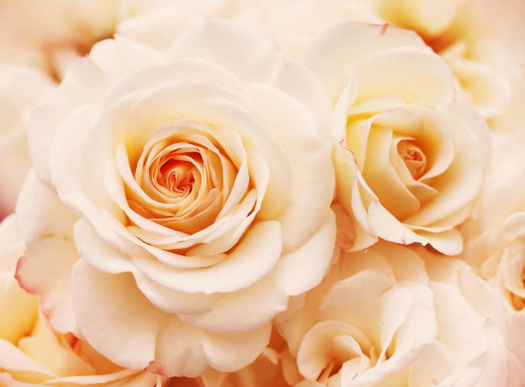 Close-up of cream roses