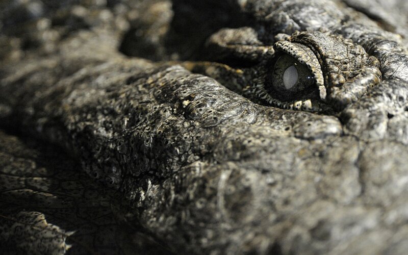 close-up of crocodile eye