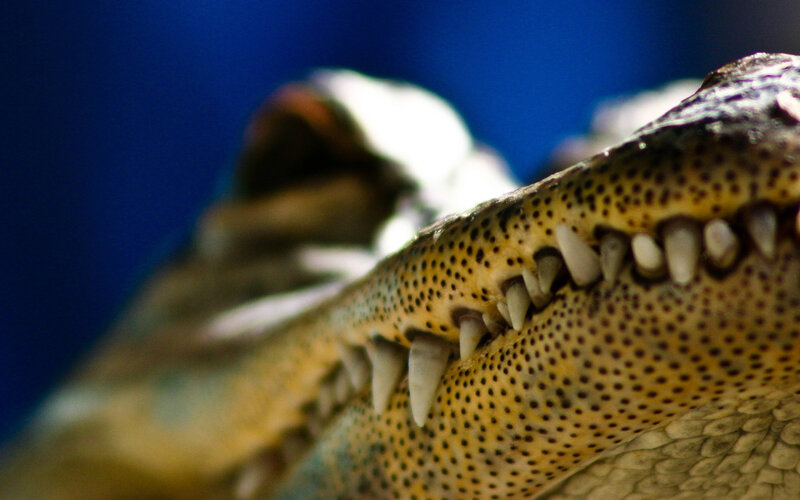 Close-up of crocodile teeth