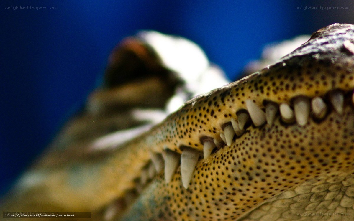 Close-up of crocodile teeth