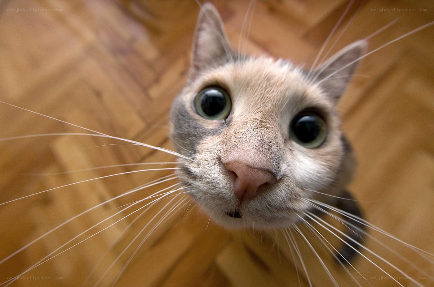 close-up of curious cat