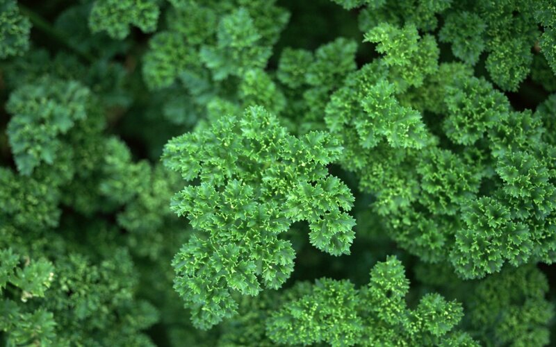 close-up of curly parsley