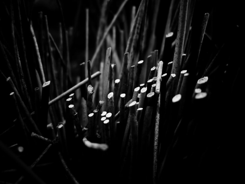 Close-up of cut plant stems