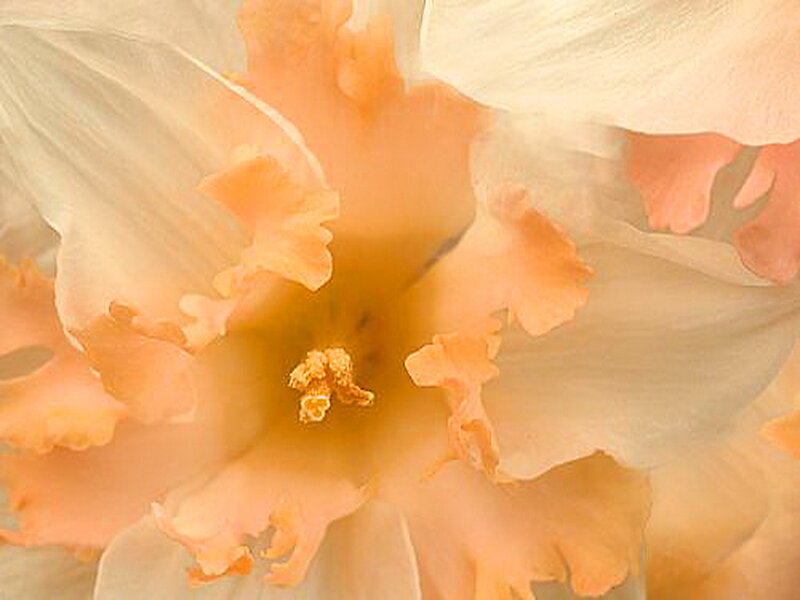 Close-up of Daffodil Flower