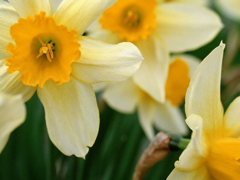 Close-up of daffodil flowers