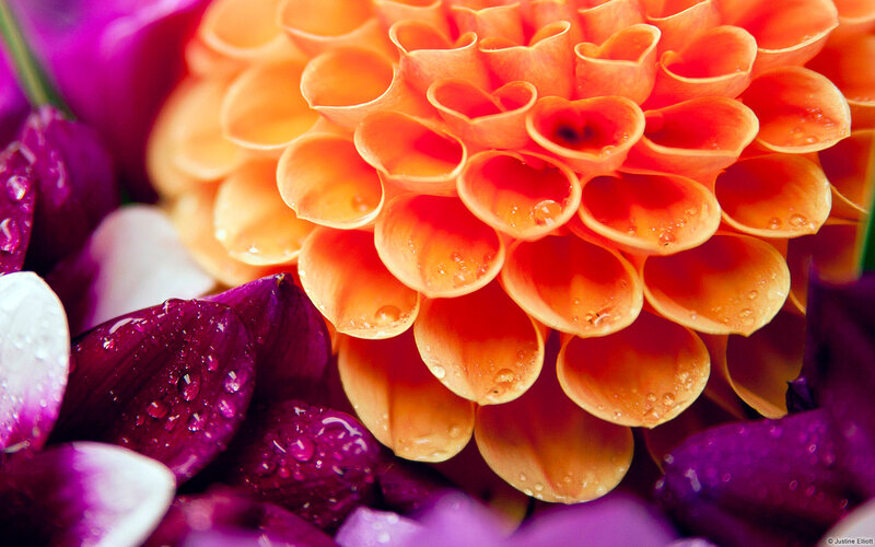 Close-up of Dahlia Flower — Orange