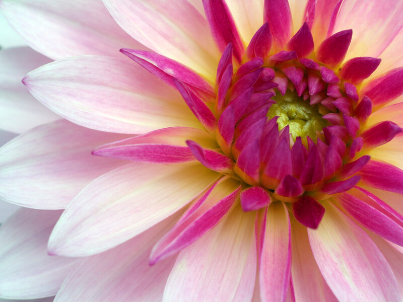 Close-up of Dahlia Flower — Pink, Calm