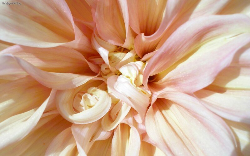 Close-up of Dahlia Flower — Pink, Serene