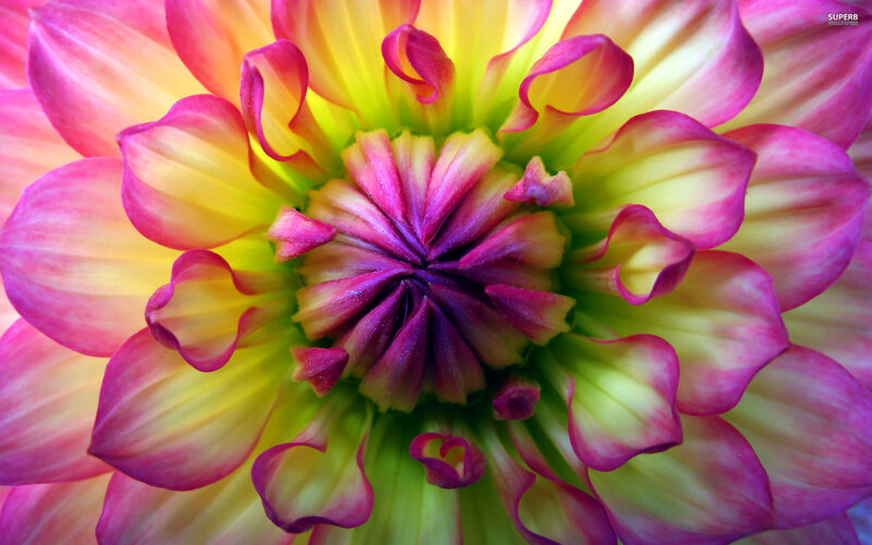 Close-up of Dahlia Flower — Pink, Vibrant