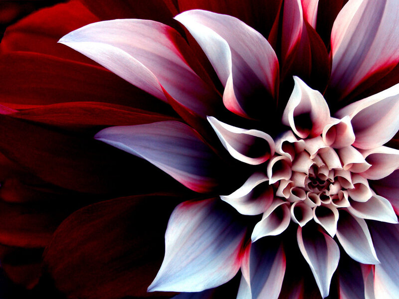 Close-up of Dahlia Flower — Red, Dramatic