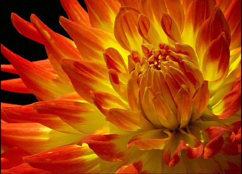 Close-up of Dahlia Flower — Red