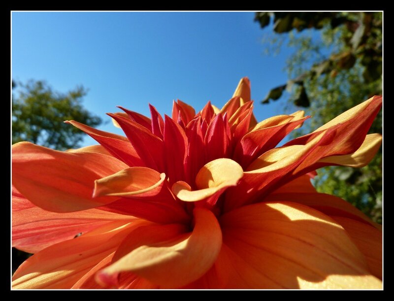 Close-up of Dahlia Flower