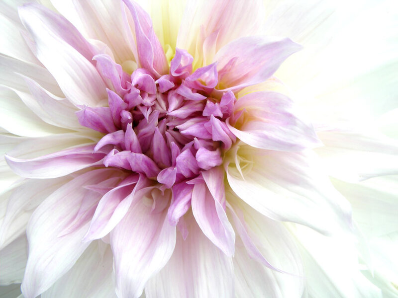 Close-up of Dahlia Flower — White