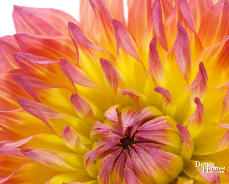 Close-up of Dahlia Flower — Yellow, Vibrant