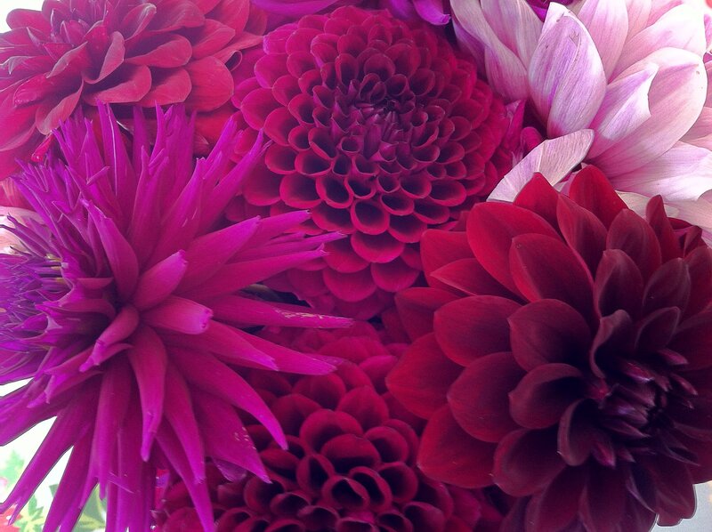 Close-up of Dahlia Flowers — Magenta