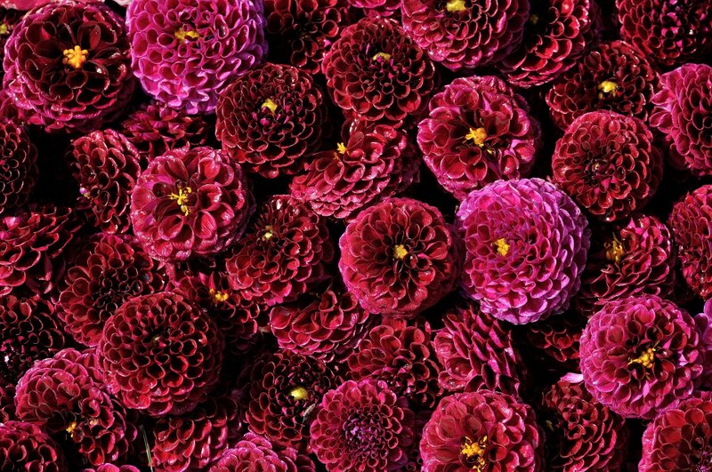 Close-up of Dahlia Flowers — Red