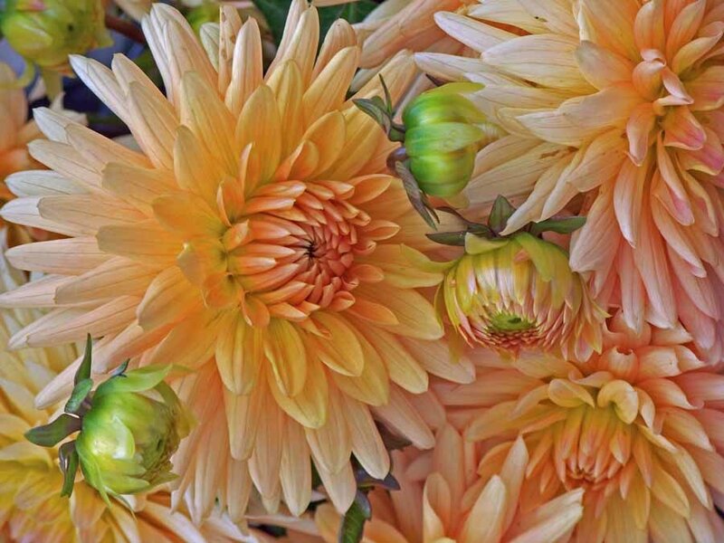 Close-up of Dahlia Flowers
