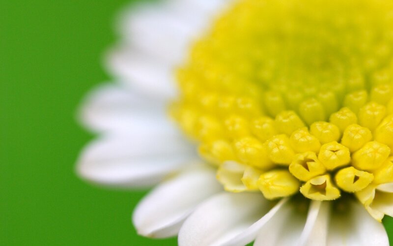 Close-up of Daisy Flower — Green