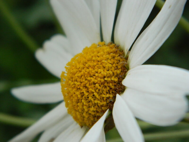 Close-up of Daisy Flower