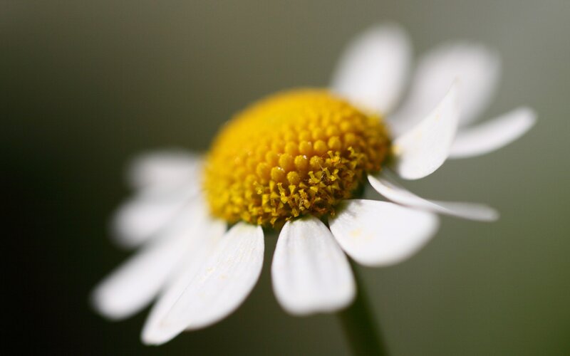 Close-up of Daisy Flower — White, Calm