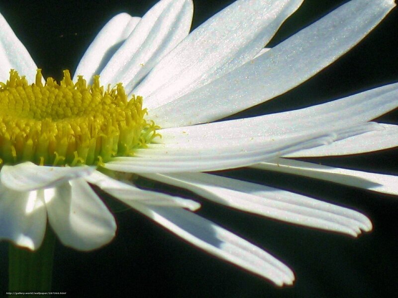Close-up of Daisy Flower — White, Dramatic