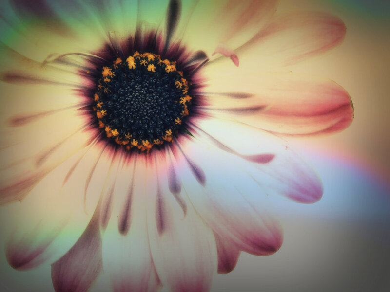 Close-up of Daisy Flower — White, Dreamy
