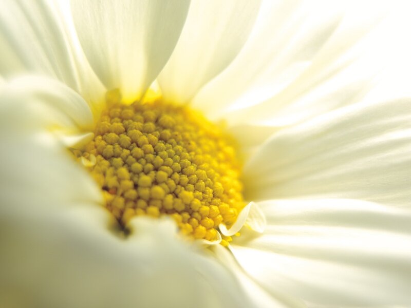 Close-up of Daisy Flower — White, Serene, Morning