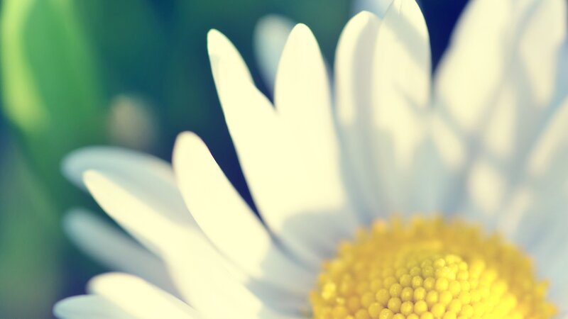 Close-up of Daisy Flower — White, Serene, Photograph