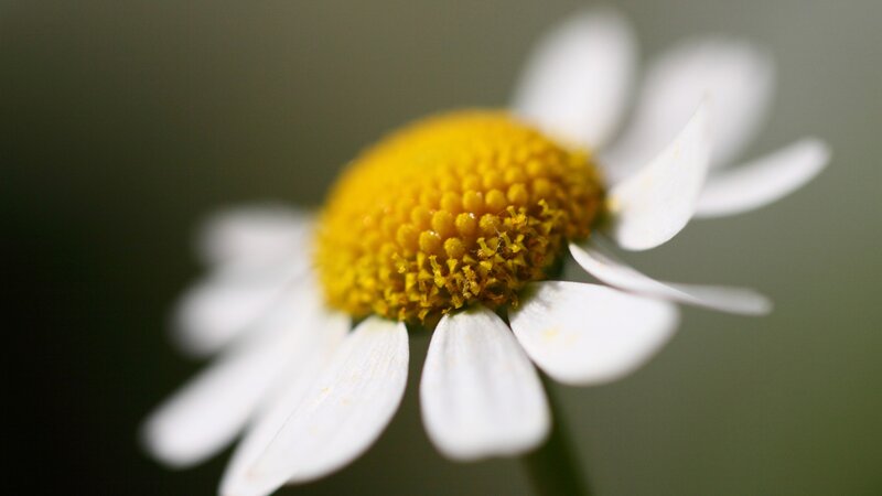 Close-up of Daisy Flower — White, Serene