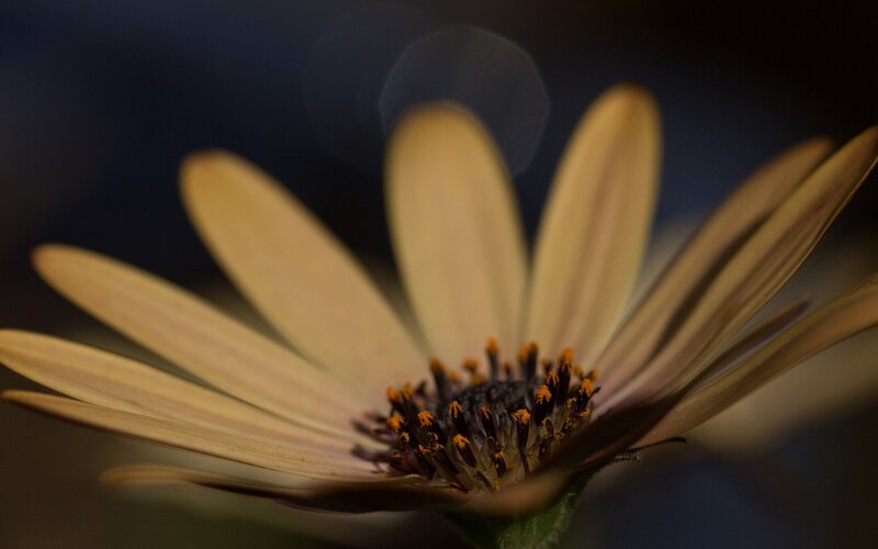 Close-up of Daisy Flower — Yellow