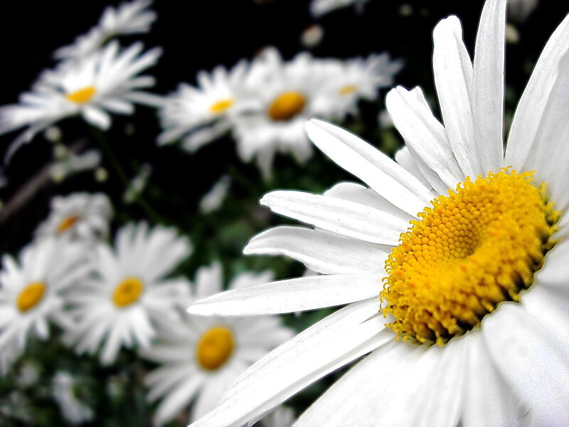 Close-up of daisy flowers