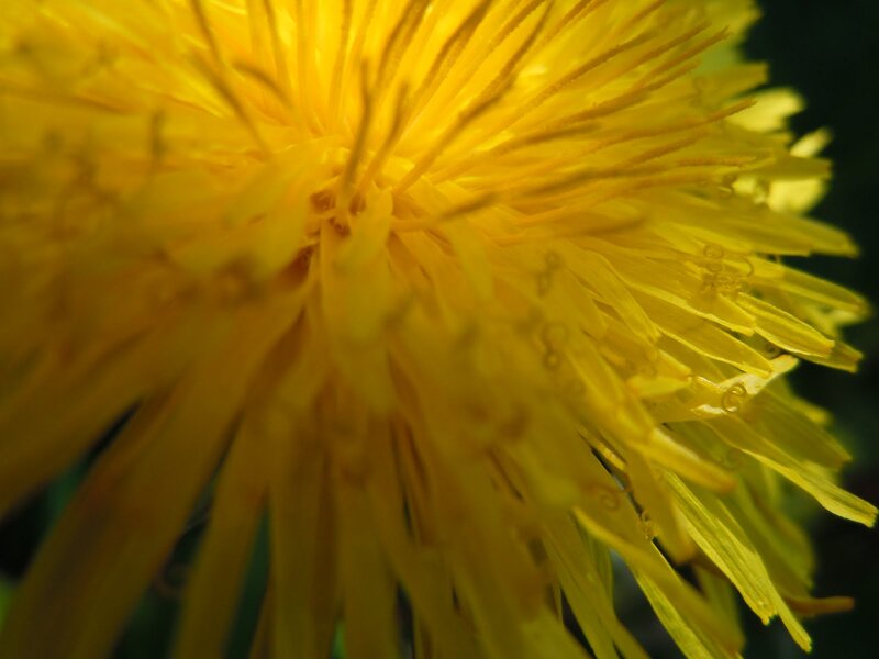 Close-up of Dandelion Flower — Yellow