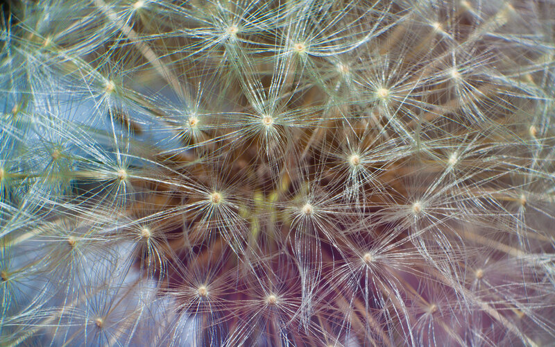 Close-up of dandelion seeds